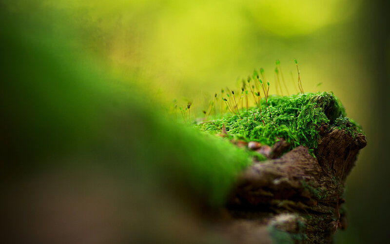 moss on a tree stump