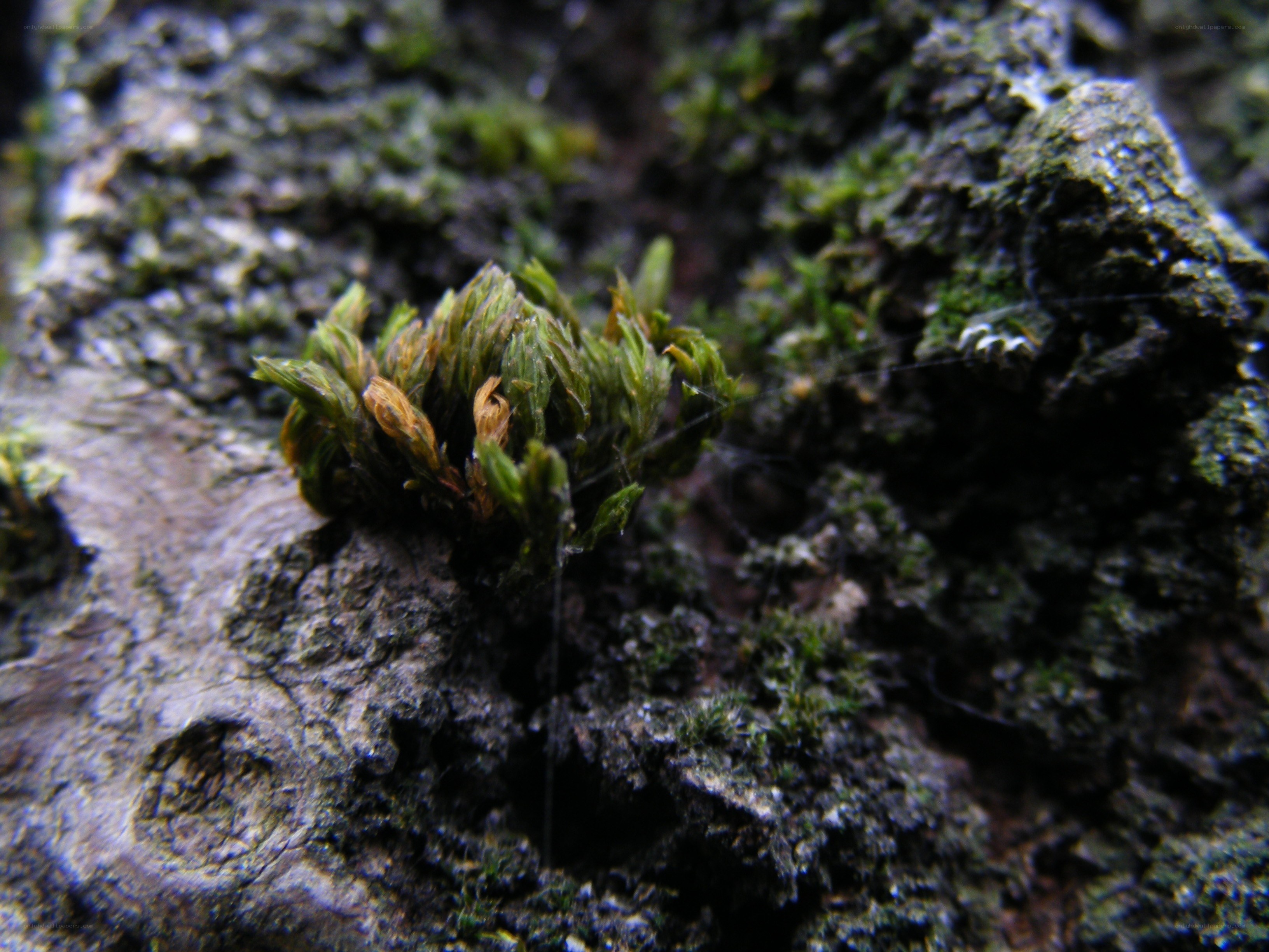 moss on a tree trunk