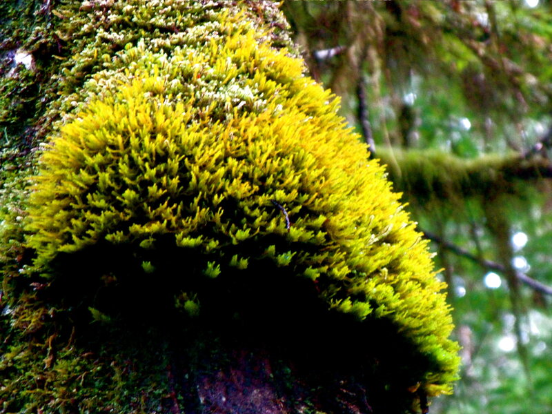 Moss on a tree trunk