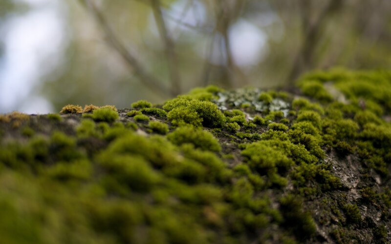 Moss on a Tree Trunk — Green
