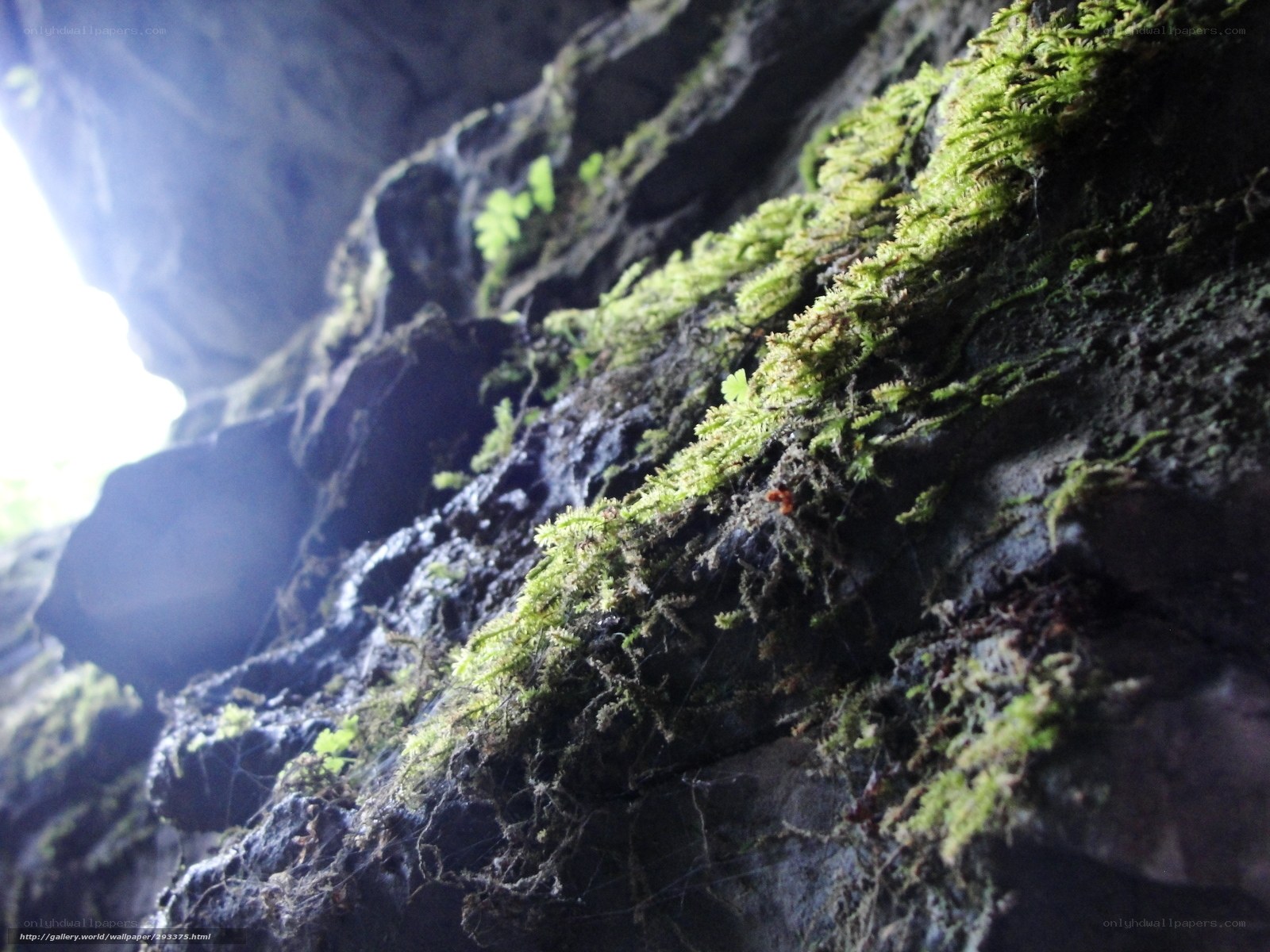 moss on cave wall