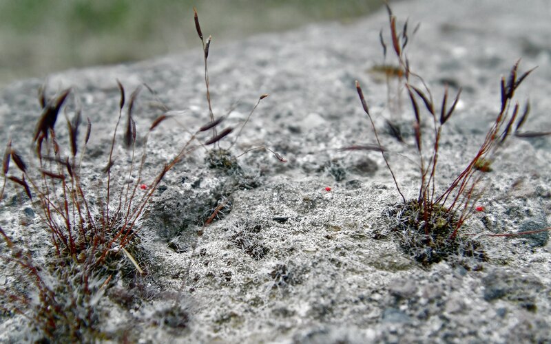 Moss on Concrete