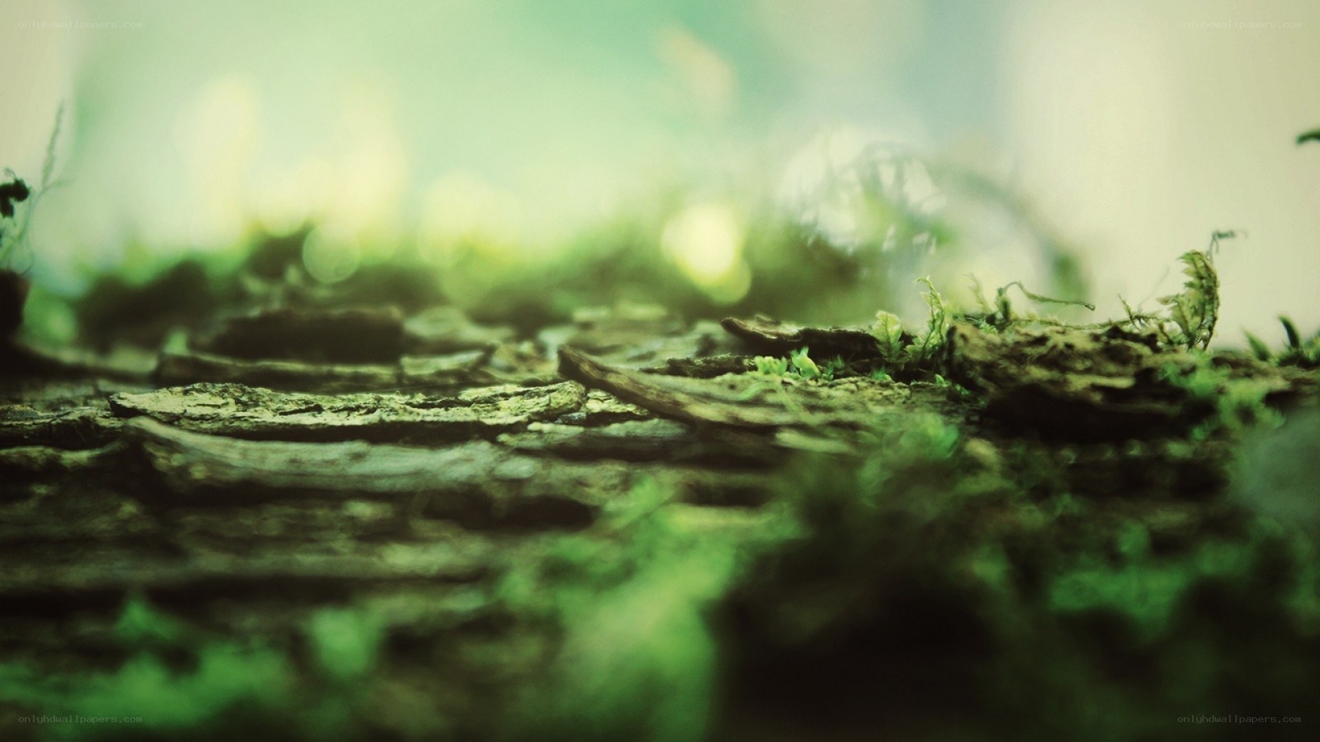 moss on decaying wood