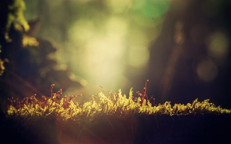 Moss on Forest Floor — Green, Serene, Morning