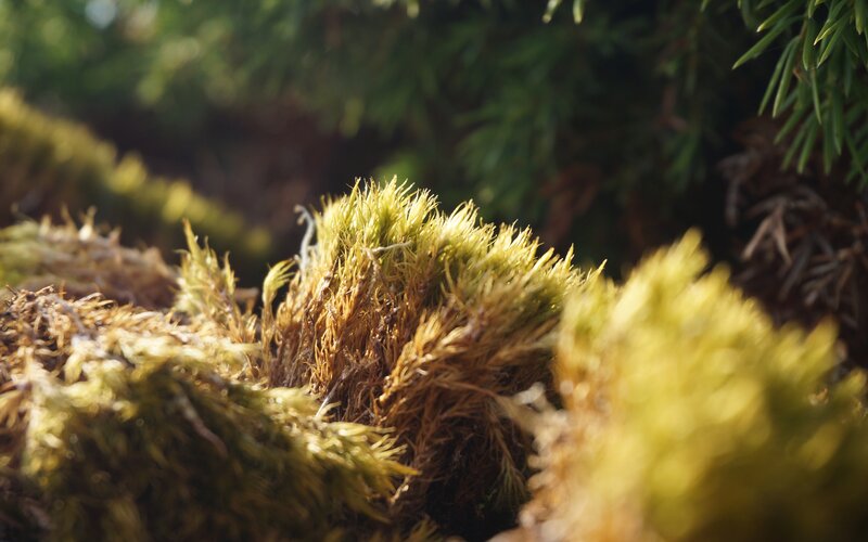 Moss on Forest Floor — Green