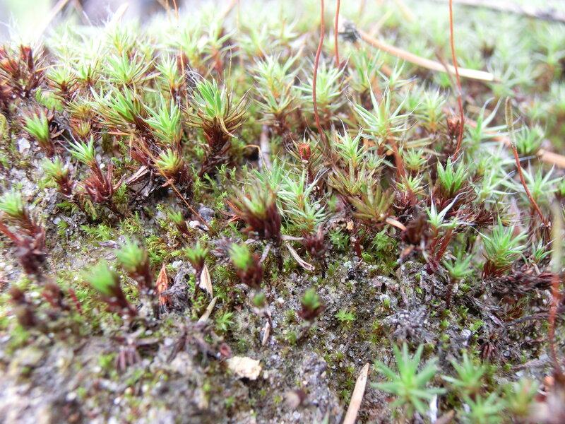 Moss on Forest Floor