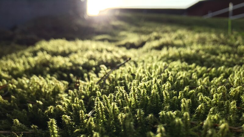 Moss on Ground