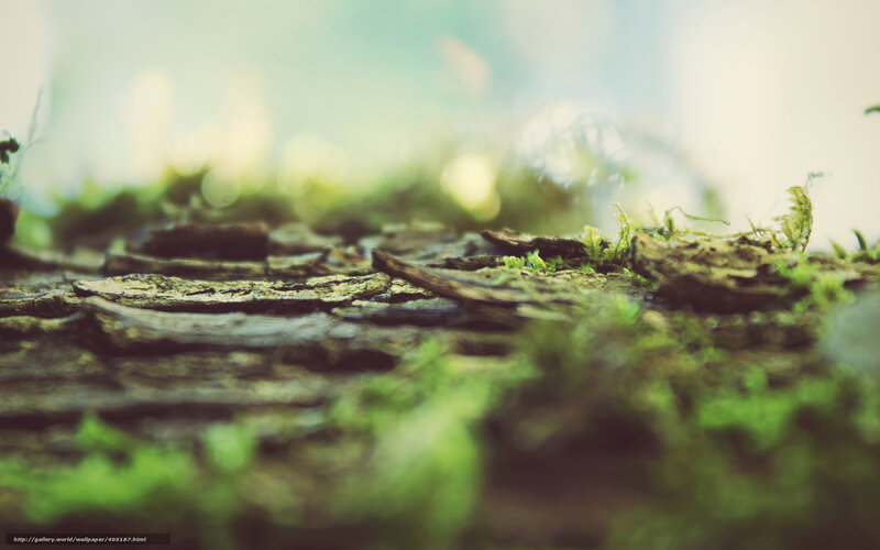 moss on old wood