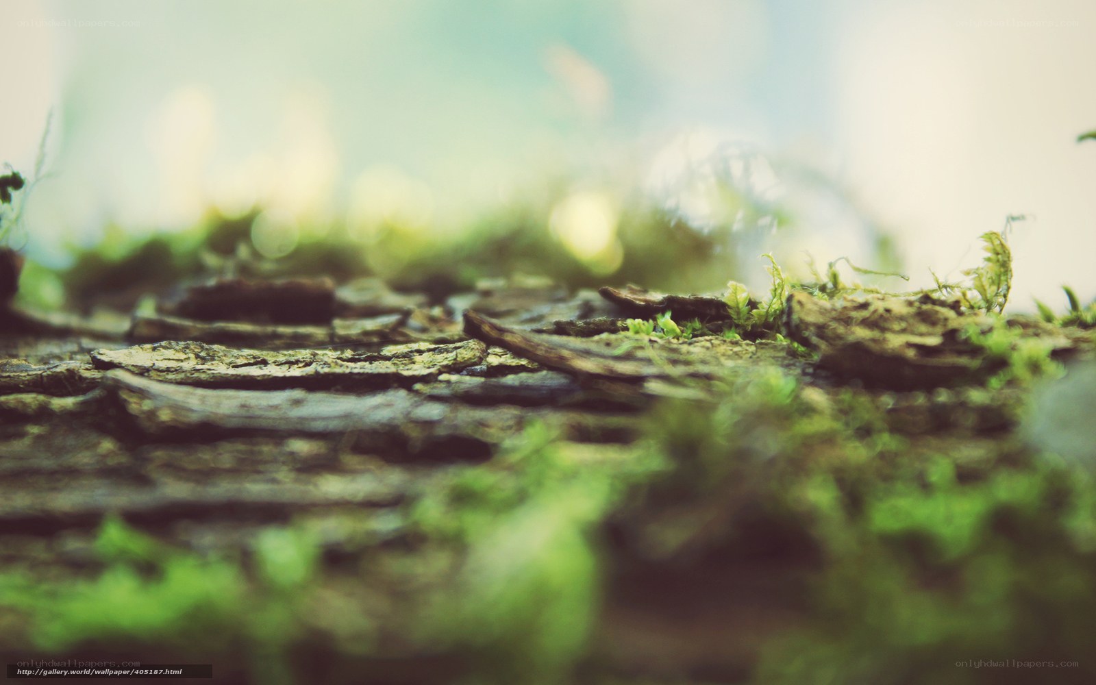 moss on old wood