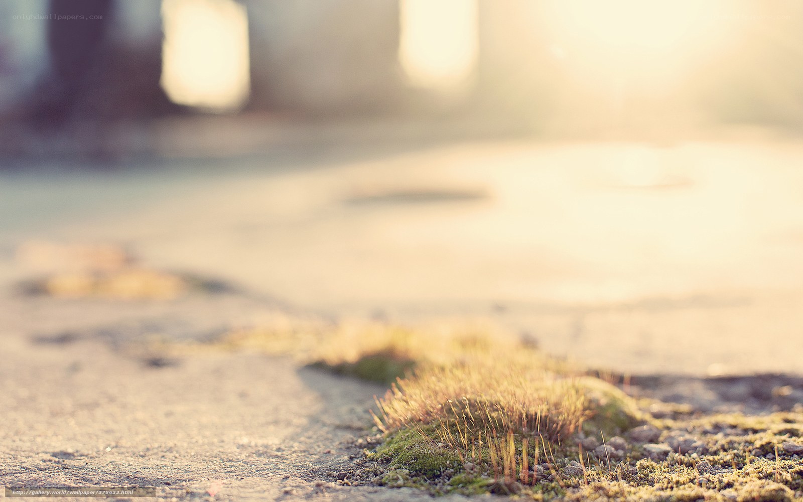 moss on pavement at sunrise