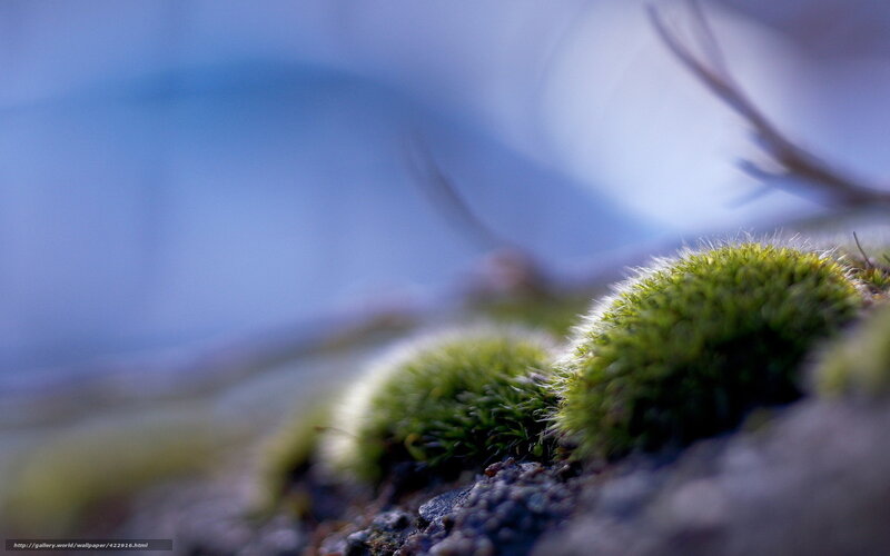Moss on Rocks