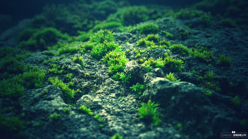 Moss on Rocky Surface