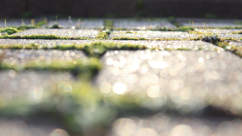 Moss on Stone Pavement
