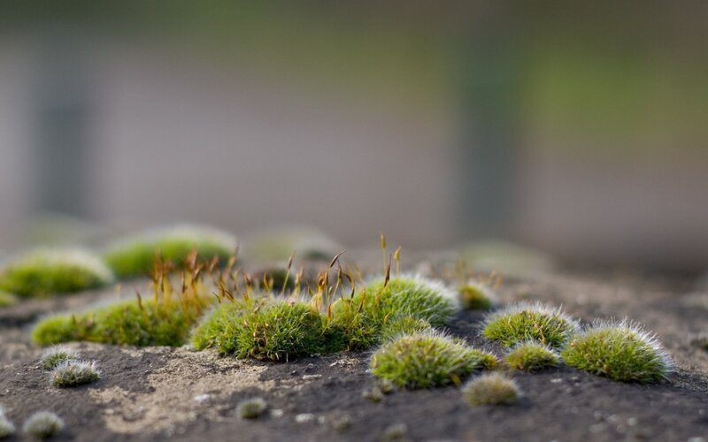 Moss on Stone Surface — Green, Serene