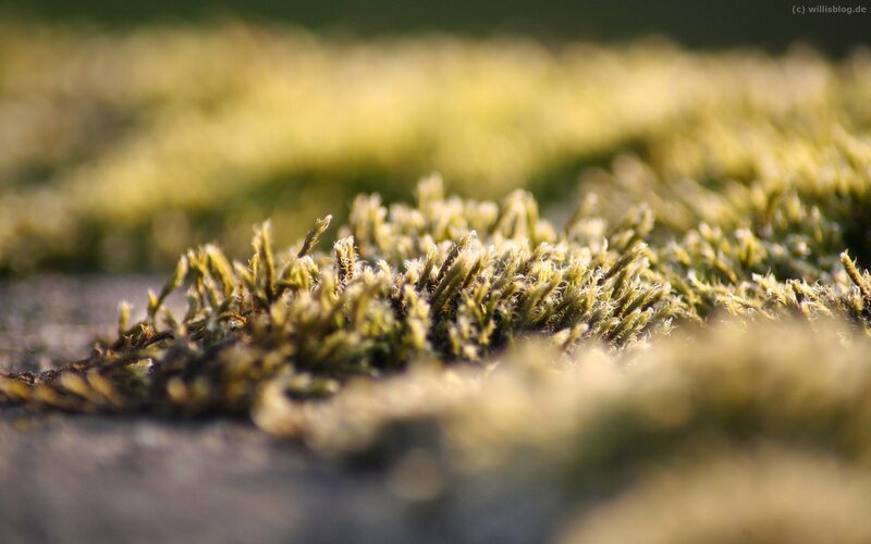 moss on stone surface