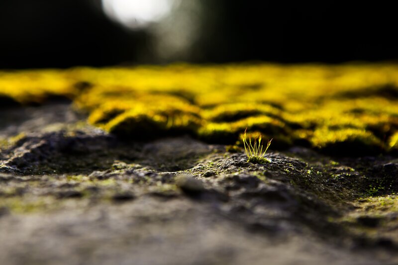 Moss on Stone Surface — Yellow