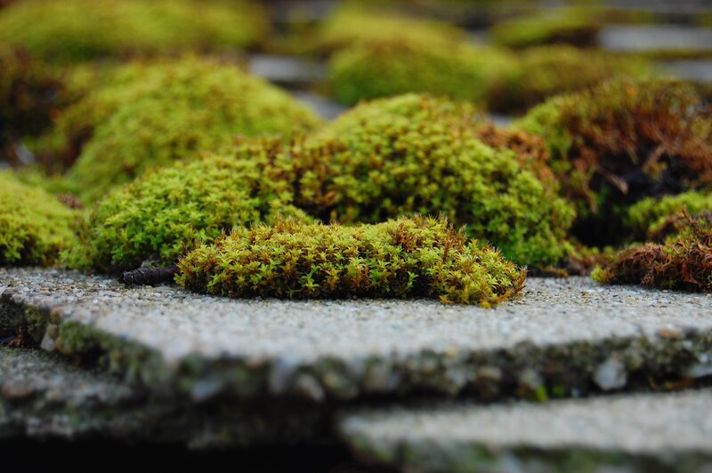 moss on stone tiles