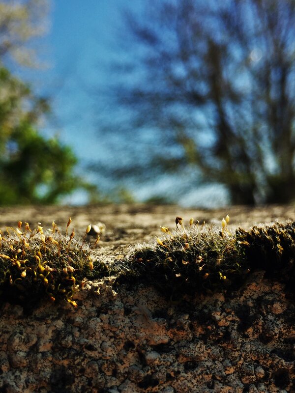Moss on Stone Wall — Green