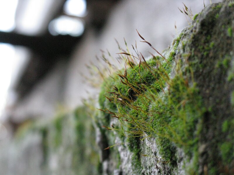 Moss on Stone Wall