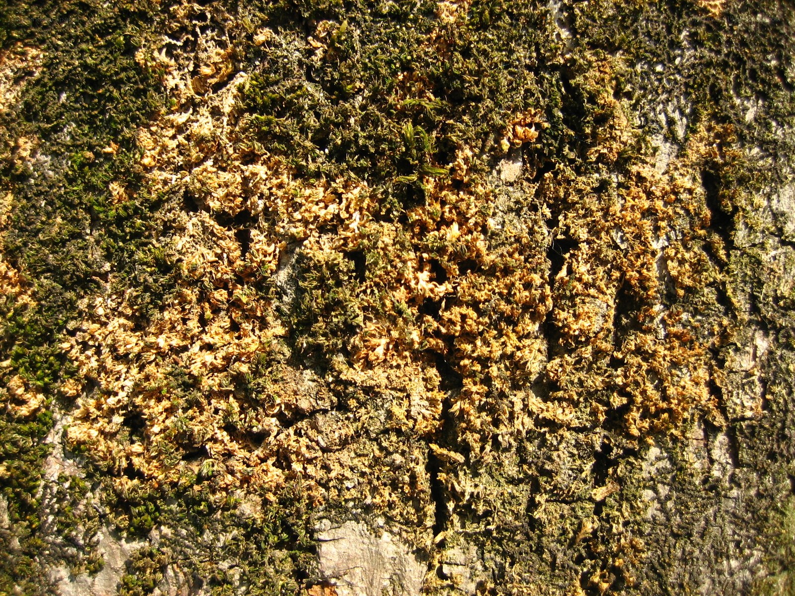 moss on tree bark