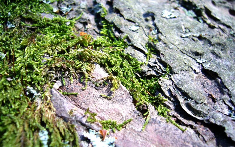 moss on tree bark