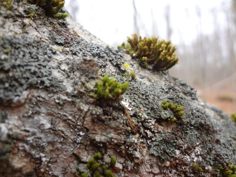 moss on tree bark
