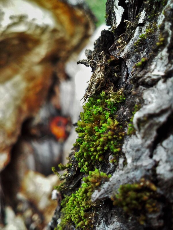 Moss on Tree Bark — Green, Natural, Photograph