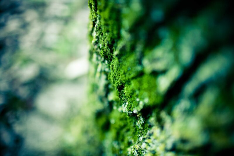 Moss on Tree Bark — Green, Natural, Photograph, Tree Bark, Black