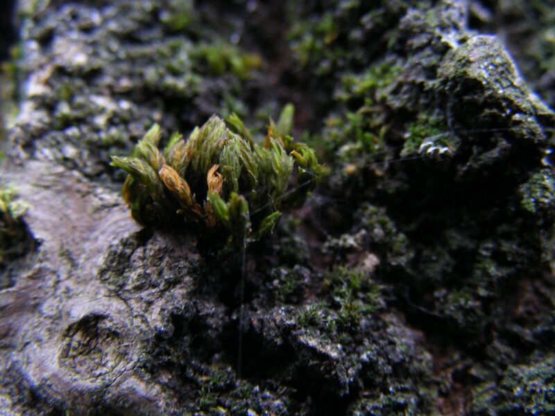Moss on Tree Bark — Green, Natural, Photograph, Tree Bark, Spider Web