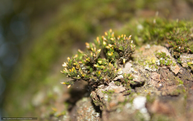 Moss on Tree Bark — Green, Natural