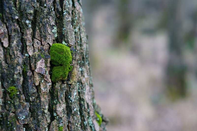 Moss on Tree Bark — Green, Serene