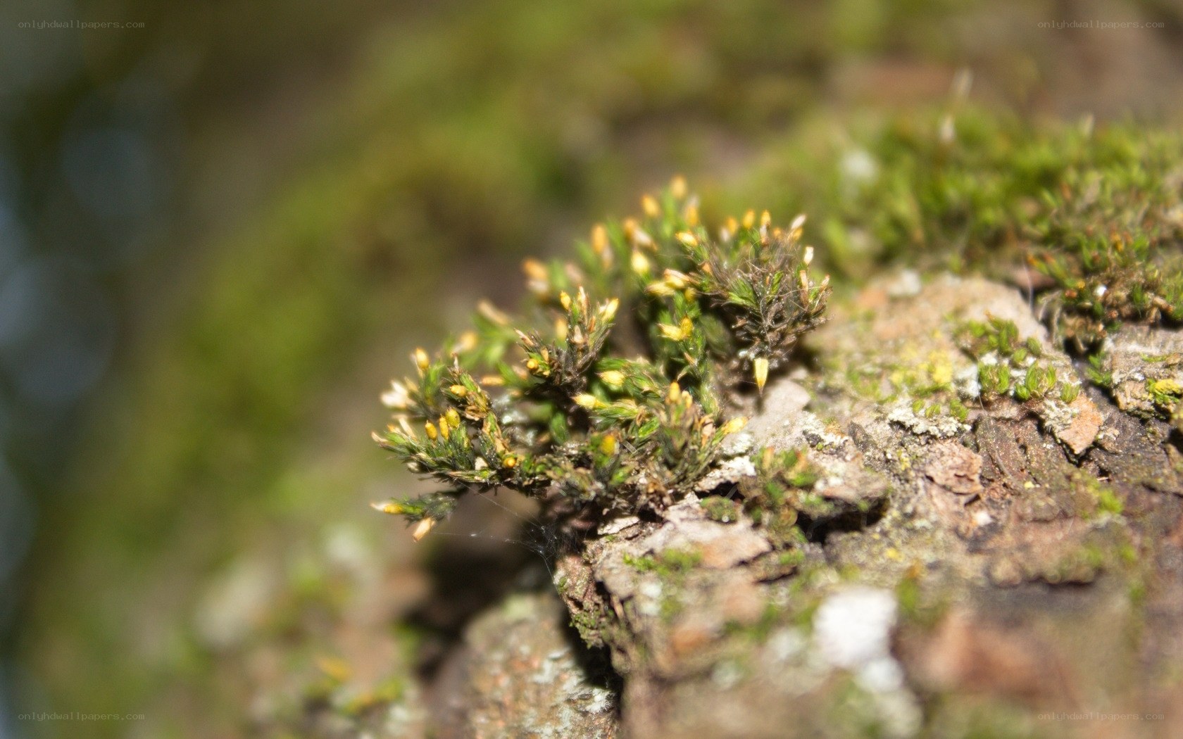 moss on tree bark