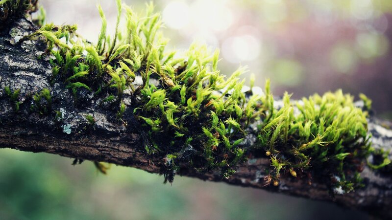 Moss on Tree Branch — Green, Serene