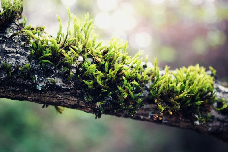 Moss on Tree Branch — Green