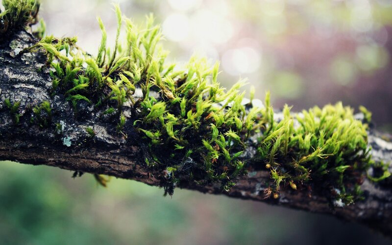 Moss on Tree Branch