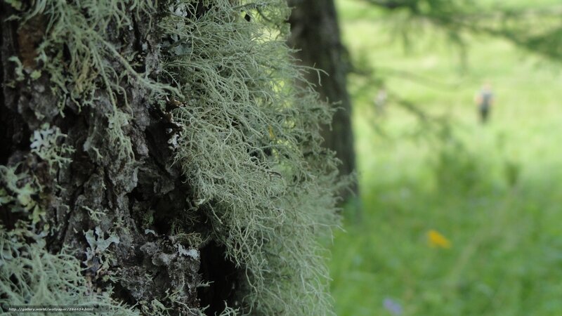 Moss on Tree Trunk