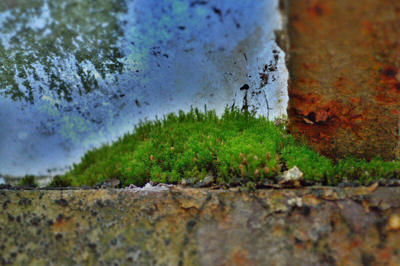 moss on weathered concrete