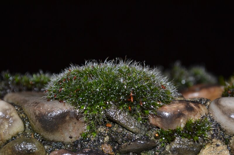 moss on wet rocks at night