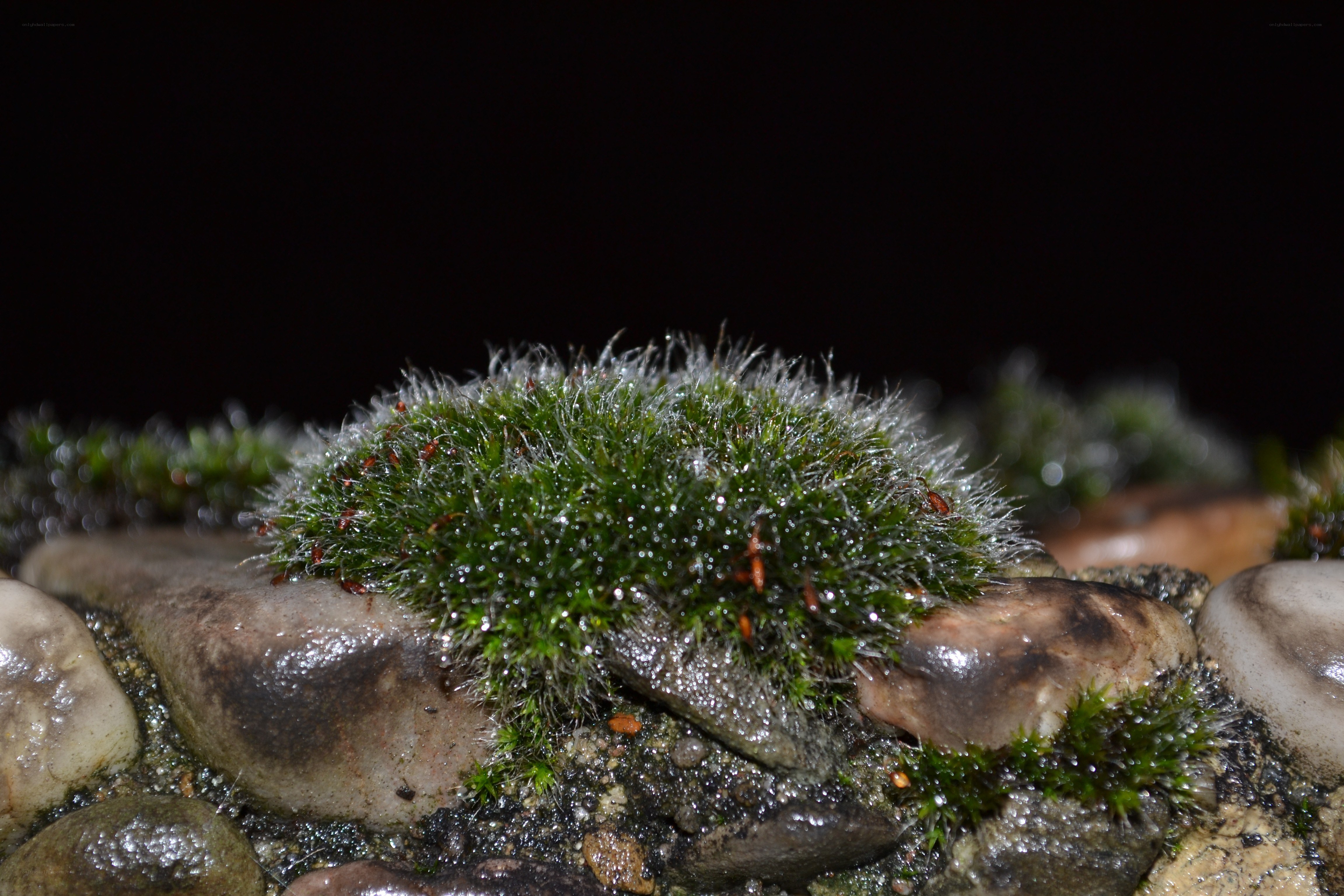 moss on wet rocks at night