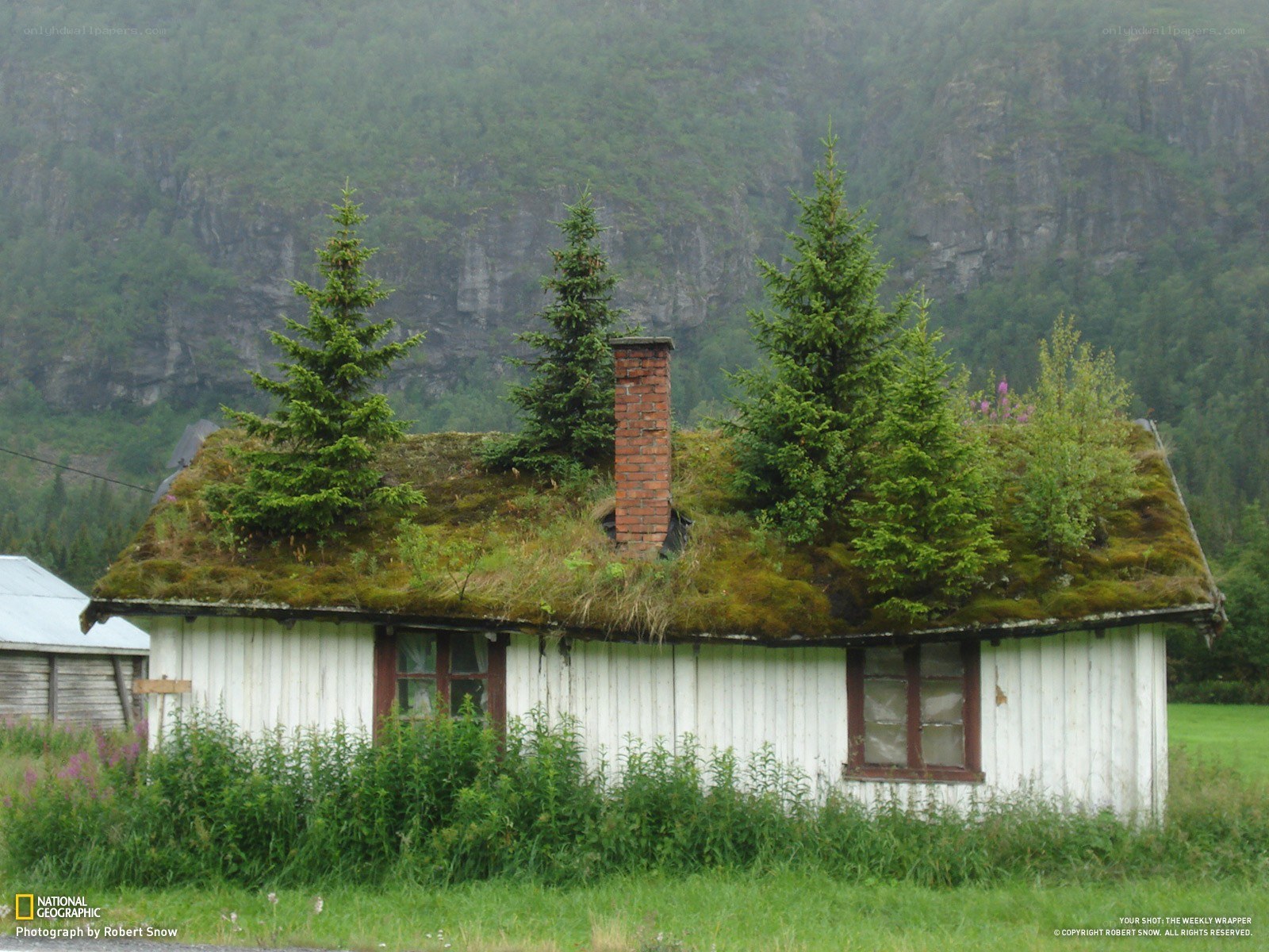 Moss-roofed cabin in Norway