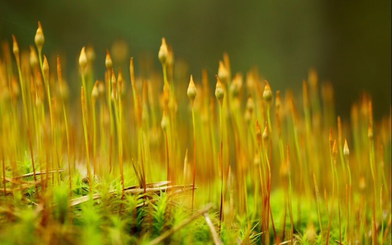 Moss spore capsules in forest