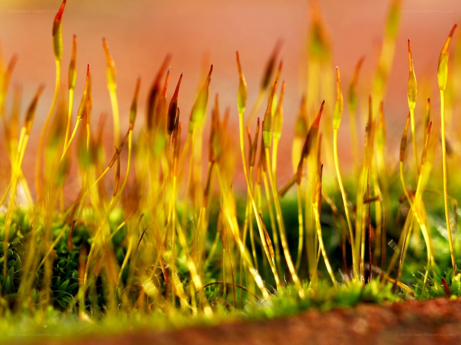 Moss spore capsules in sunlight