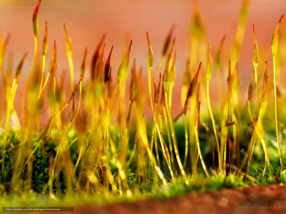 Moss spore capsules in sunlight