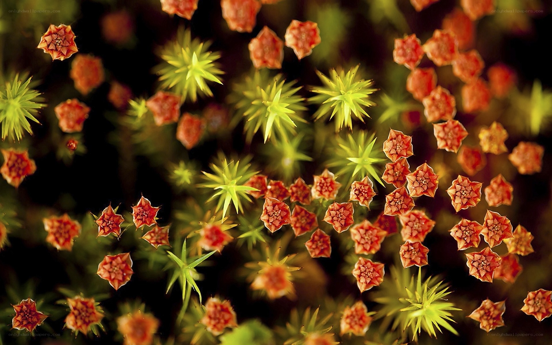 Moss spores in natural light