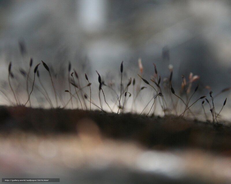 moss spores on a log