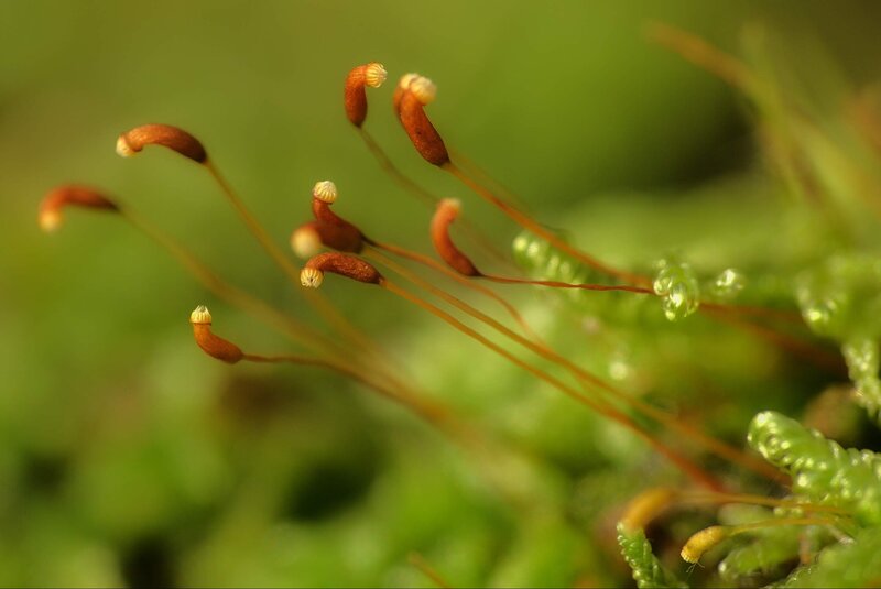 Moss Sporophytes — Green, Natural, Morning, Photograph