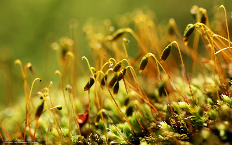 Moss Sporophytes — Green, Natural, Morning