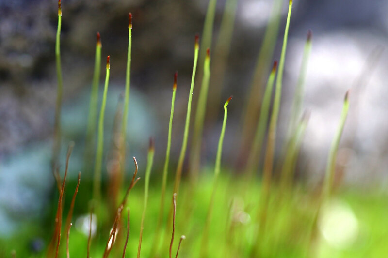 Moss Sporophytes — Green, Natural, Photograph, Sporophyte