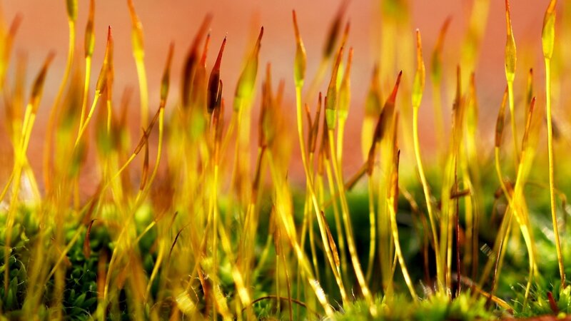 Moss Sporophytes — Green, Natural, Sunset