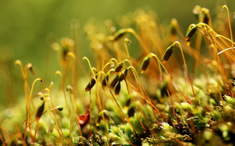 Moss Sporophytes — Green, Natural